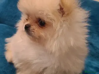 Pomeranian dogs Kc registered pomeranian puppies - Advert 9