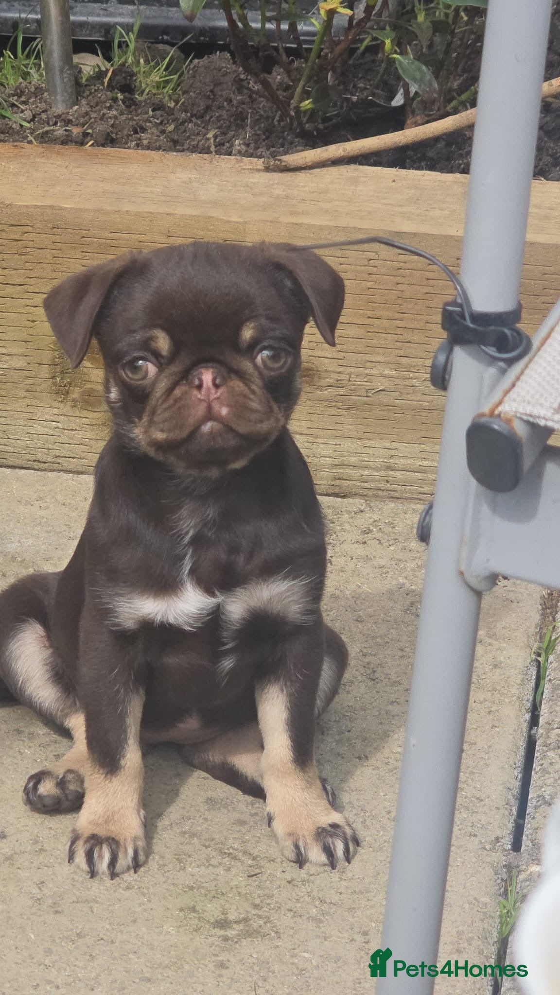 Pug dogs Chocolate and tan female pug  - Advert 1