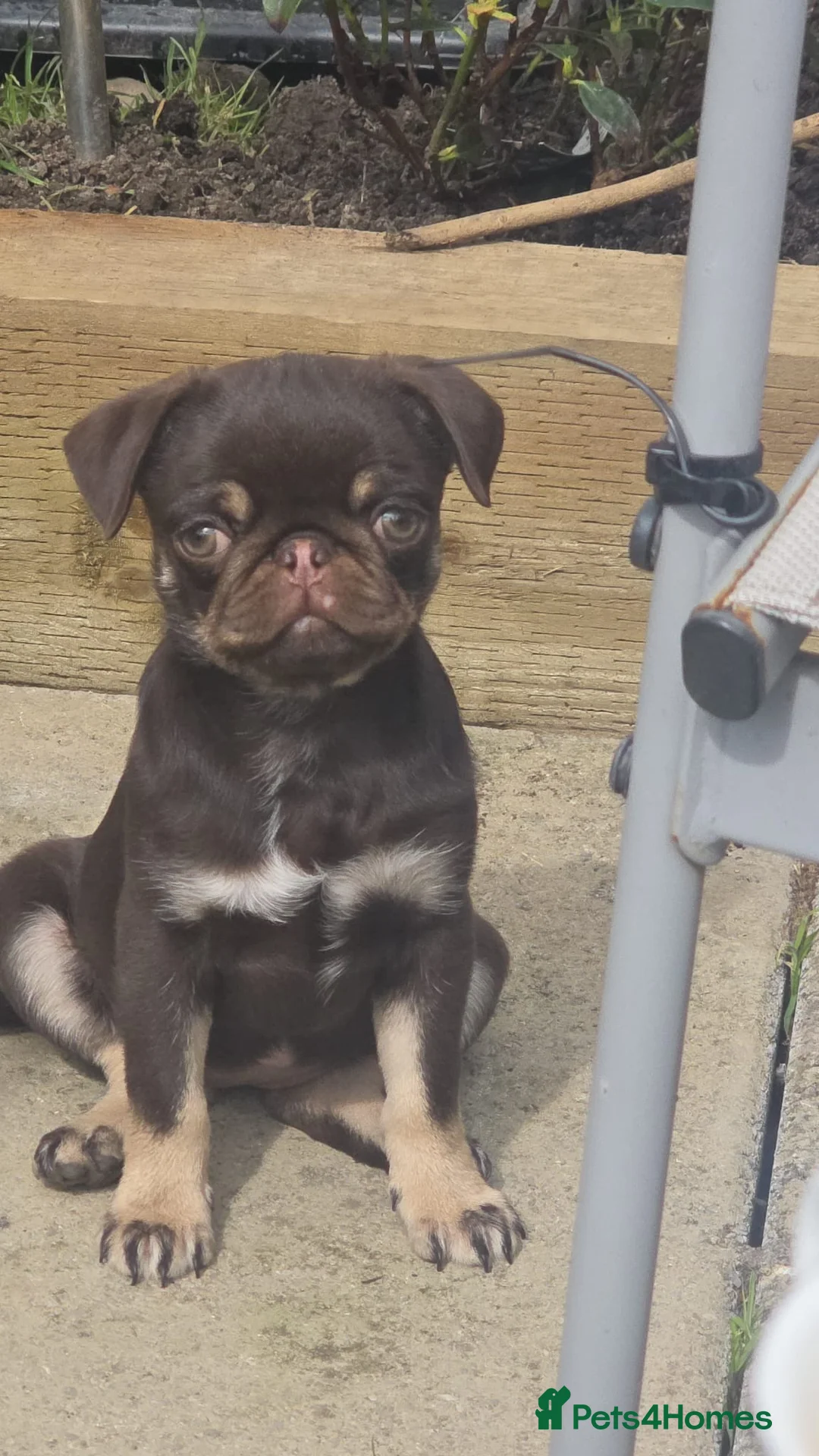 Pug dogs for sale: Chocolate and tan female pug  - Advert 1