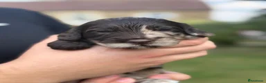 Sproodle 2