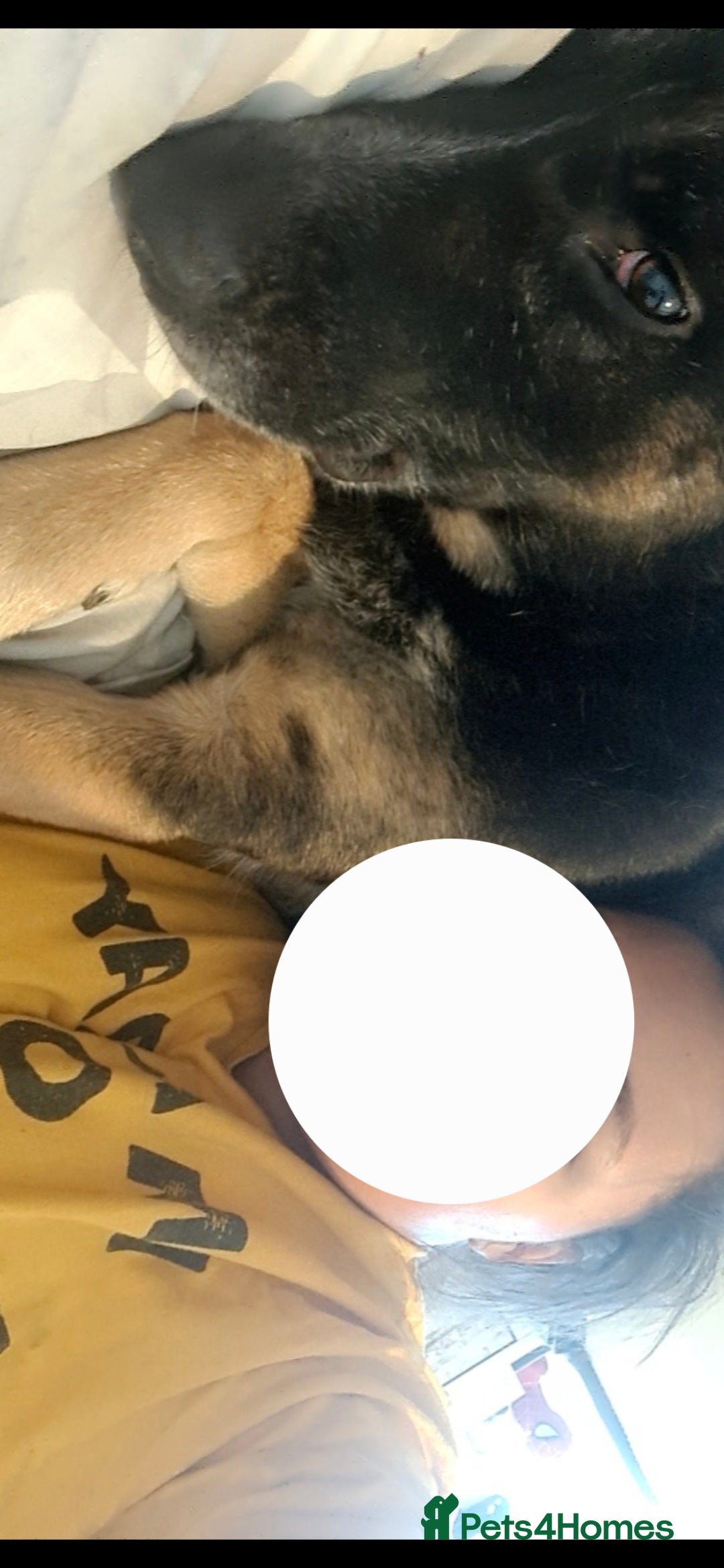 German Shepherd dogs for sale: Gsd x Rottweiler x Deerhound - Marley 💕 - Advert 11