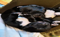 Mixed Breed dogs for sale: Dalmador puppies - Image 6