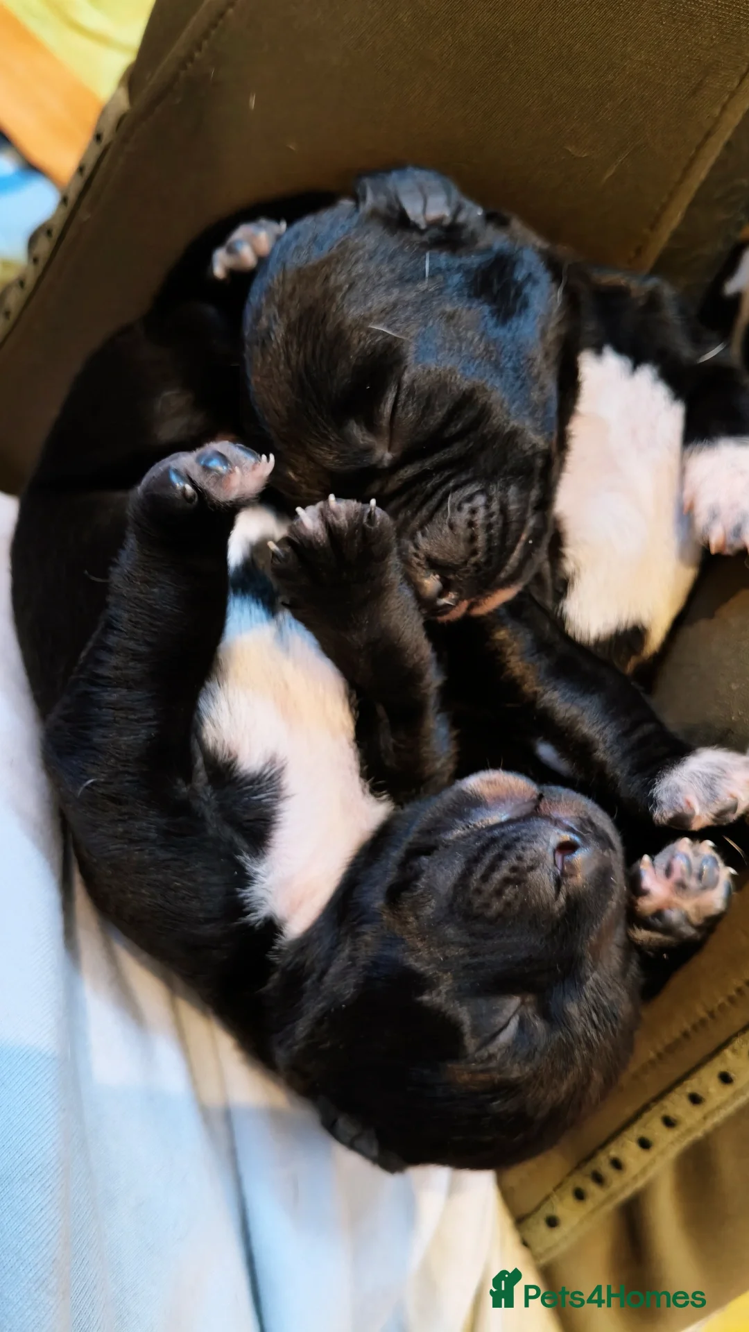 Mixed Breed dogs for sale: Dalmador puppies - Image 6