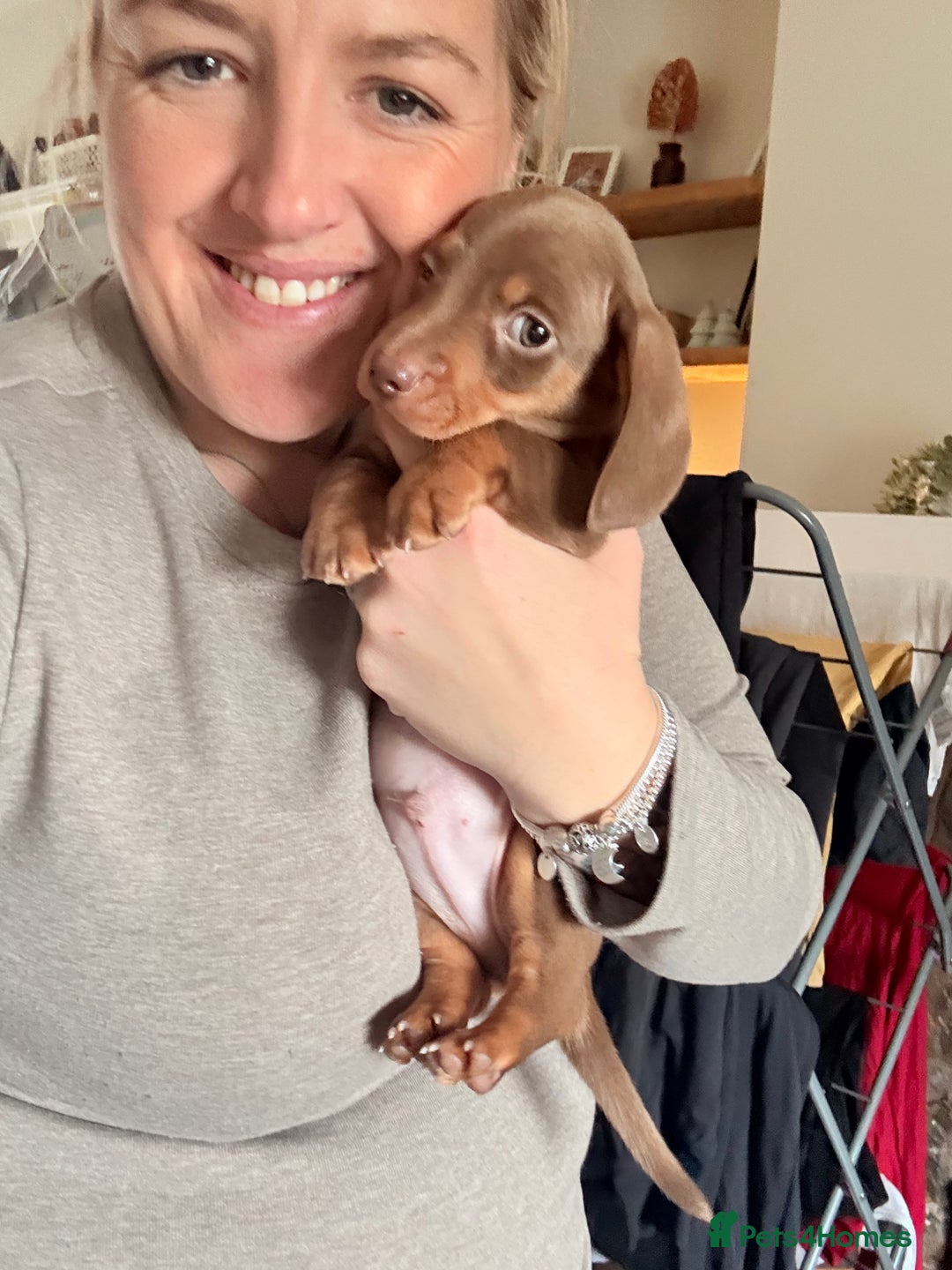 Miniature Dachshund dogs for sale: 3 girls Left Miniature Dachshund chocolate & tan - Advert 8