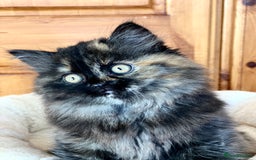 British Longhair cats for sale: Champion line kittens with excellent pedigrees - Image 18