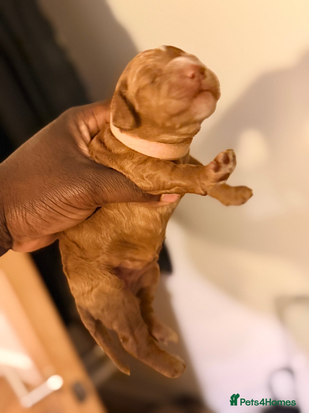 Cockapoo dogs for sale: Adorable Puppies Looking for Their Forever Homes! - Advert 18