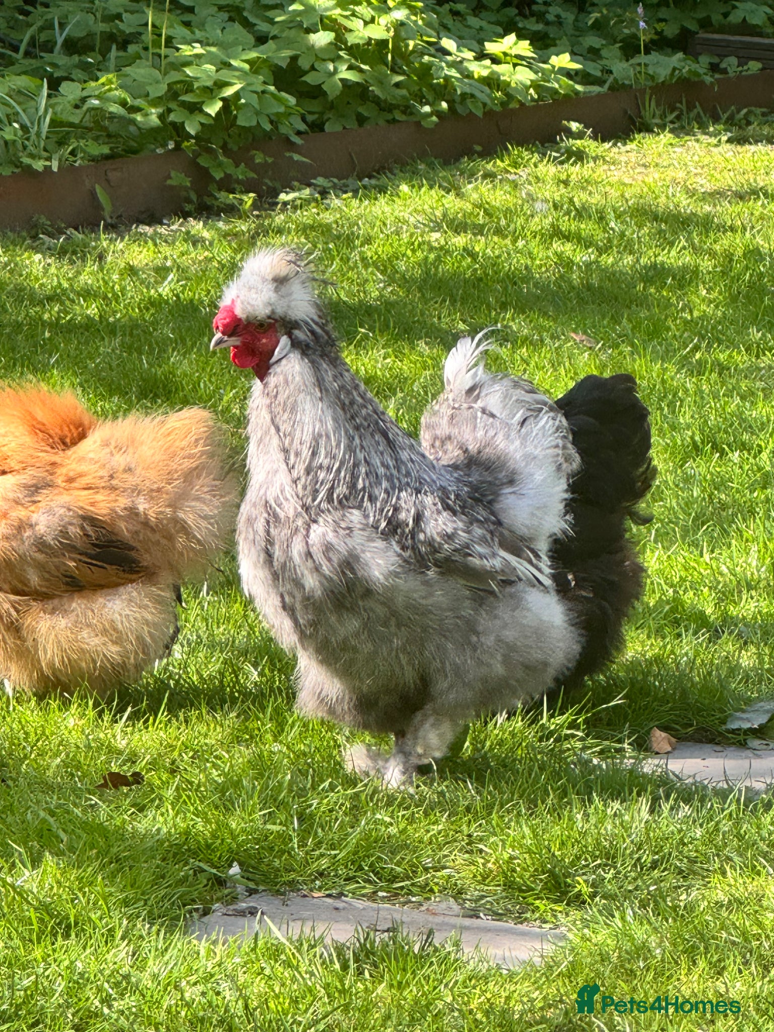 Chickens poultry Lovely Silkie Rooster looking for new home - Advert 1