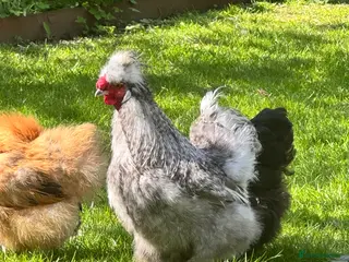 Chickens poultry Lovely Silkie Rooster looking for new home - Advert 1