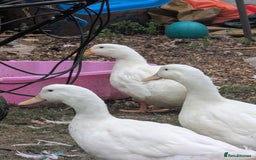 Ducks poultry for sale: Mixed Ducks for sale - Image 3