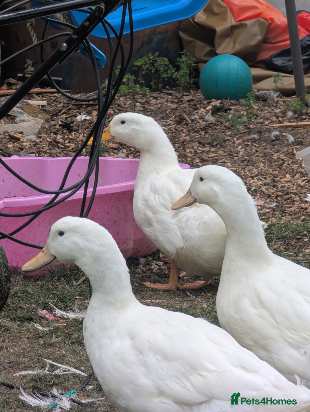 Ducks poultry for sale: Mixed Ducks for sale - Image 3