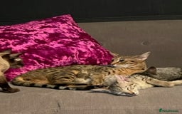 Savannah cats for sale: Glorious Savannah Babies - 1 Boy left - Image 14