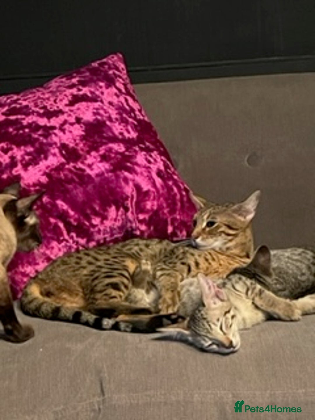Savannah cats for sale: Glorious Savannah Babies - 1 Boy left - Image 14