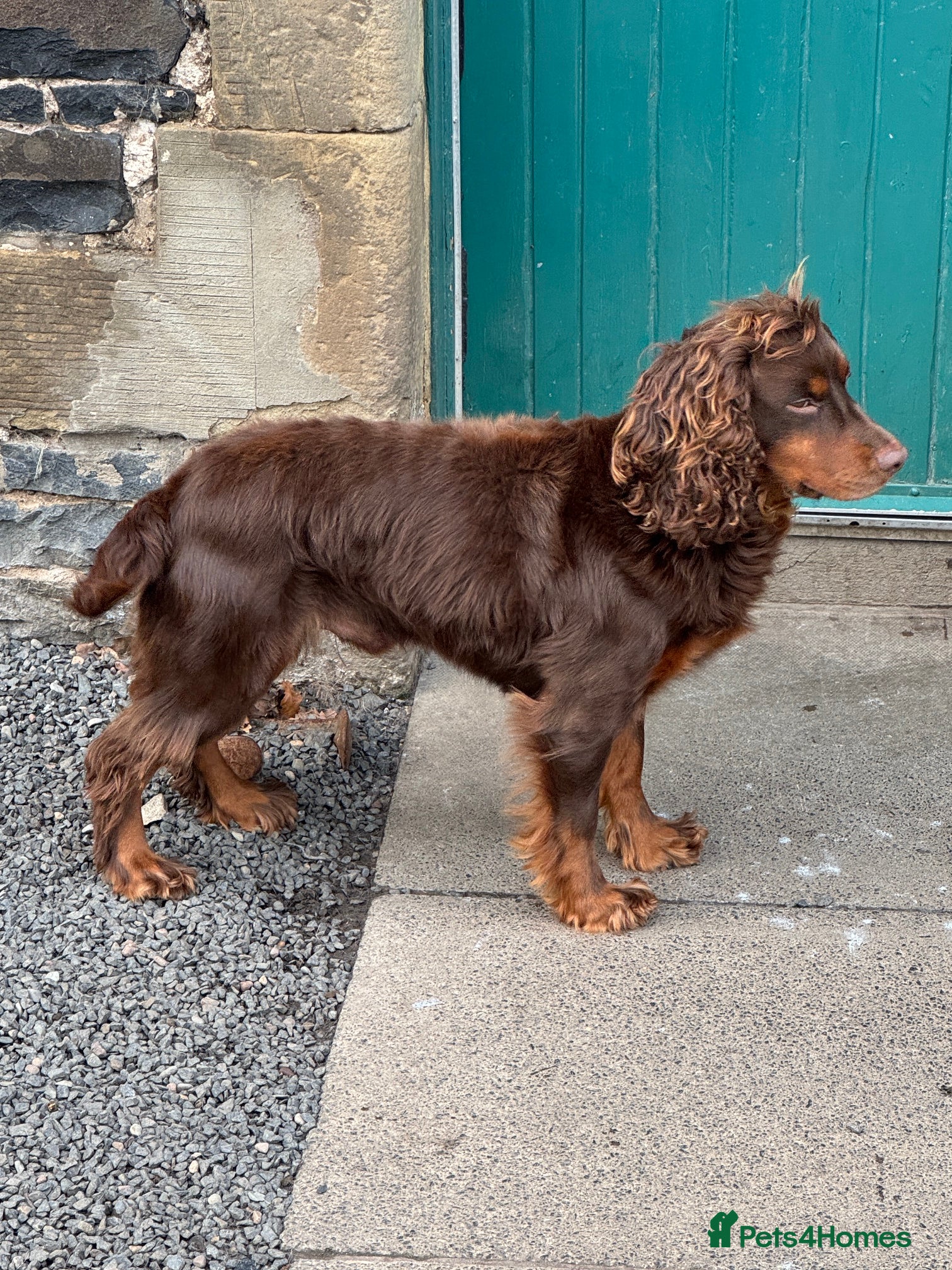 Mixed Breed dogs for sale: Stunning Colonial Cocker Spaniel Girls - Advert 13