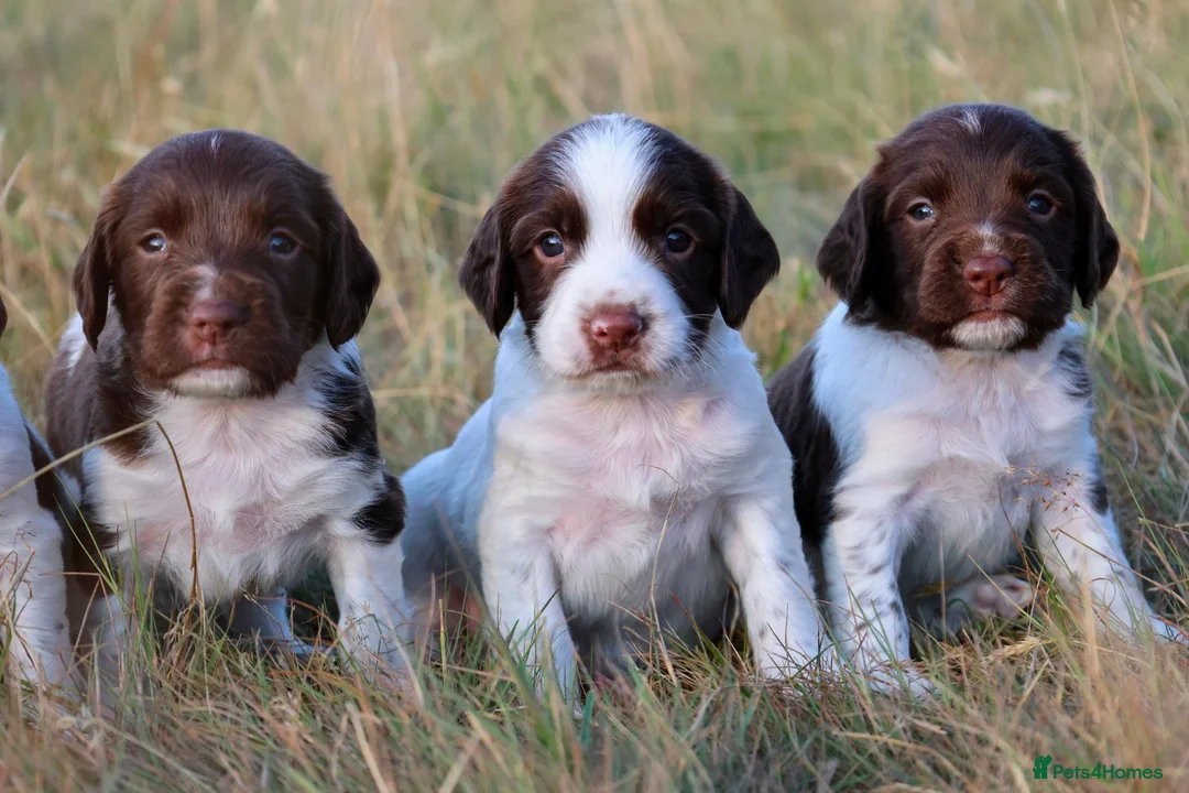 English Springer Spaniel dogs for sale: English springer spaniel  - Advert 1