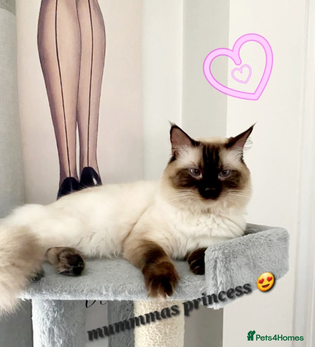 Ragdoll cats for sale: Beautiful kittens - Image 2