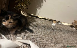 Mixed Breed cats for sale: Beautiful ginger and black kittens  - Image 3