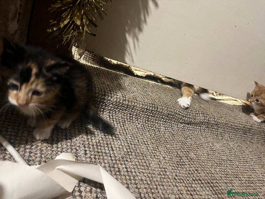 Mixed Breed cats for sale: Beautiful ginger and black kittens  - Image 3