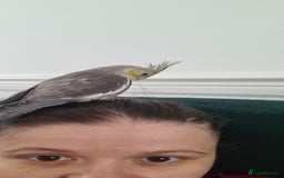 Cockatiels birds for sale: 2 beautiful birds (couple) - Image 7
