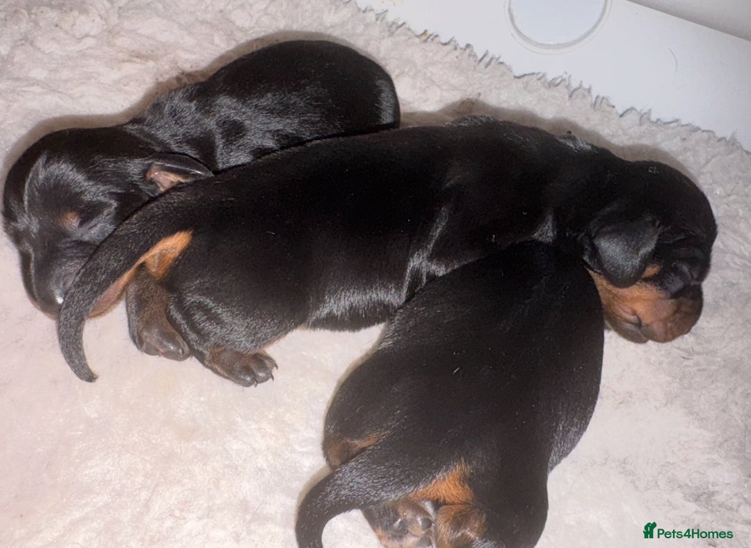 Miniature Dachshund dogs for sale: Black and Tan mini smooth boy  - Advert 8
