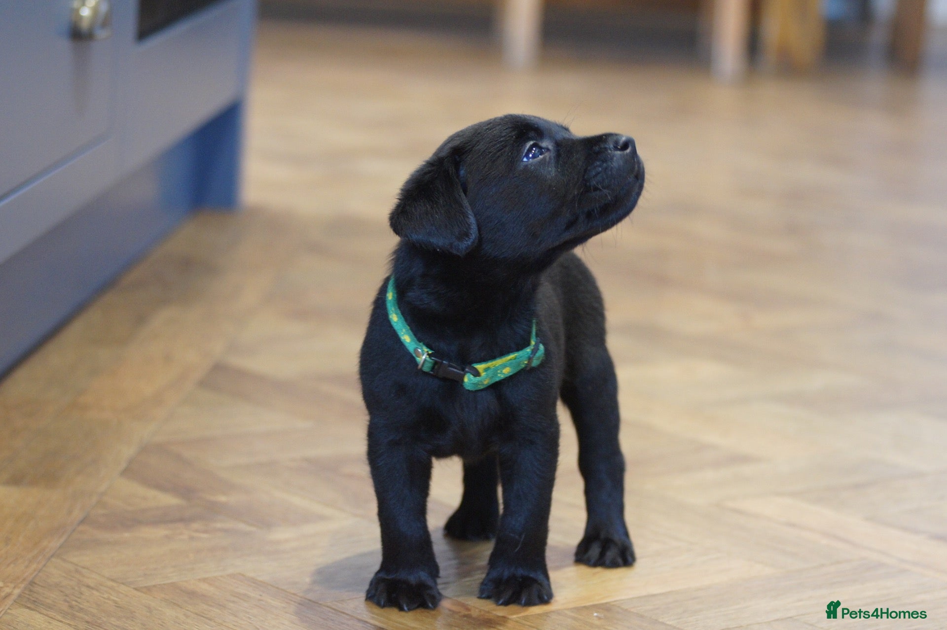 Labrador Retriever dogs 1 black KC boy Show/working Labrador puppies - Advert 1