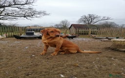 Labrador Retriever dogs for sale: Red pups due - Image 7