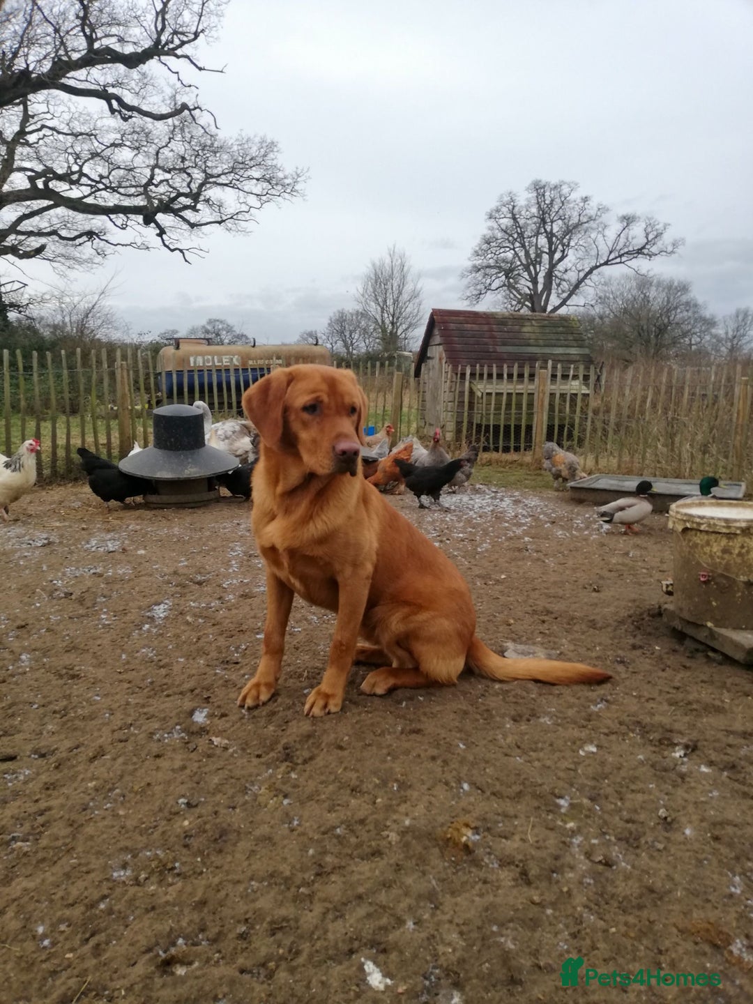 Labrador Retriever dogs for sale: Red pups due - Image 7