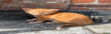 Mixed Breed 1