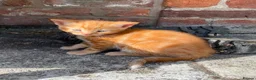 Mixed Breed cats for sale: Pair of kittens - Advert 6