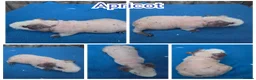 Guinea Pig rodents for sale: Baby Skinny & Teddy Guinea Pigs Ready To Leave! - Advert 9