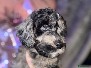 Cockapoo dogs 8 beautiful F1 cockerpoos. 6 weeks old - Advert 15