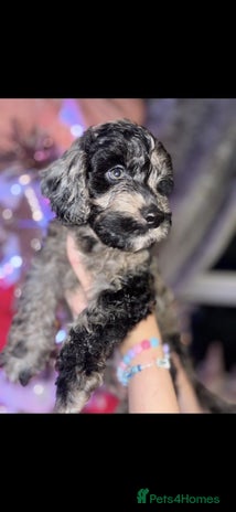 Cockapoo dogs 8 beautiful F1 cockerpoos. 6 weeks old - Advert 4