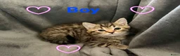 Persian cats for sale: Ready now, persian and cross  - Advert 3