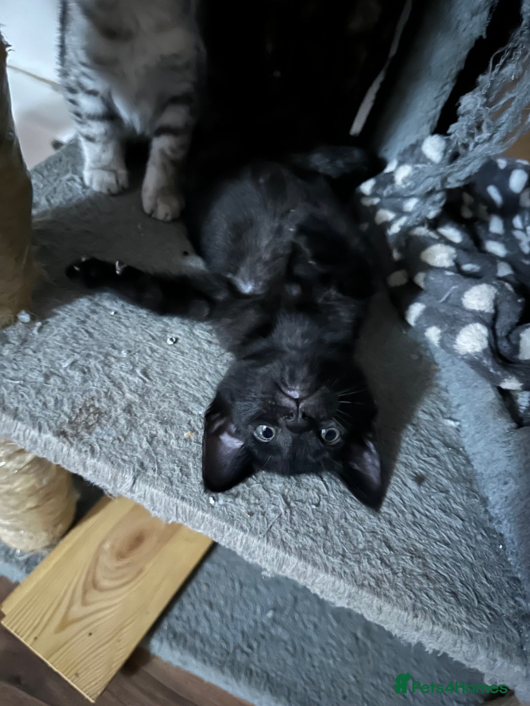 Mixed Breed cats for sale: Amazing Half Bengals !!! - Advert 28