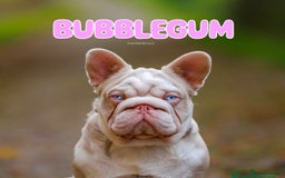French Bulldog dogs for sale: Pink Health clear Frenchie - DEZINERBULLZ lines - Image 12