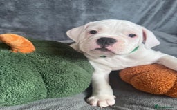 Old Tyme Bulldog dogs for sale: 🩷🩷Old Tyme Bulldog Puppies🩷🩷 - Image 24