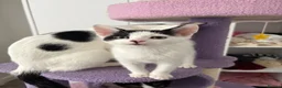 Domestic Shorthair cats for sale: Mabel and her mini son - ready now - Advert 4