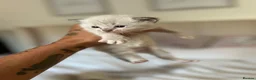 Ragdoll cats for sale: 7 beautiful ragdoll kittens  - Advert 5