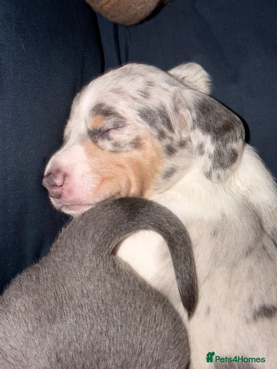 Miniature Dachshund dogs for sale: Beautiful Miniature dachshund pups  - Advert 13