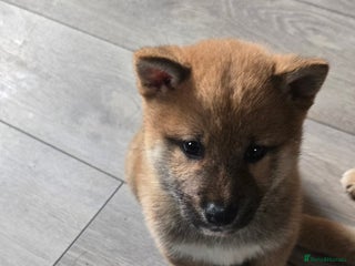 Japanese Shiba Inu dogs - Advert 30