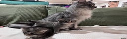 Maine Coon cats for sale: GCCF registered Maine coon kittens - Advert 8