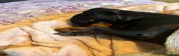 Dachshund dogs for sale: Adult Dachshund female  - Advert 4