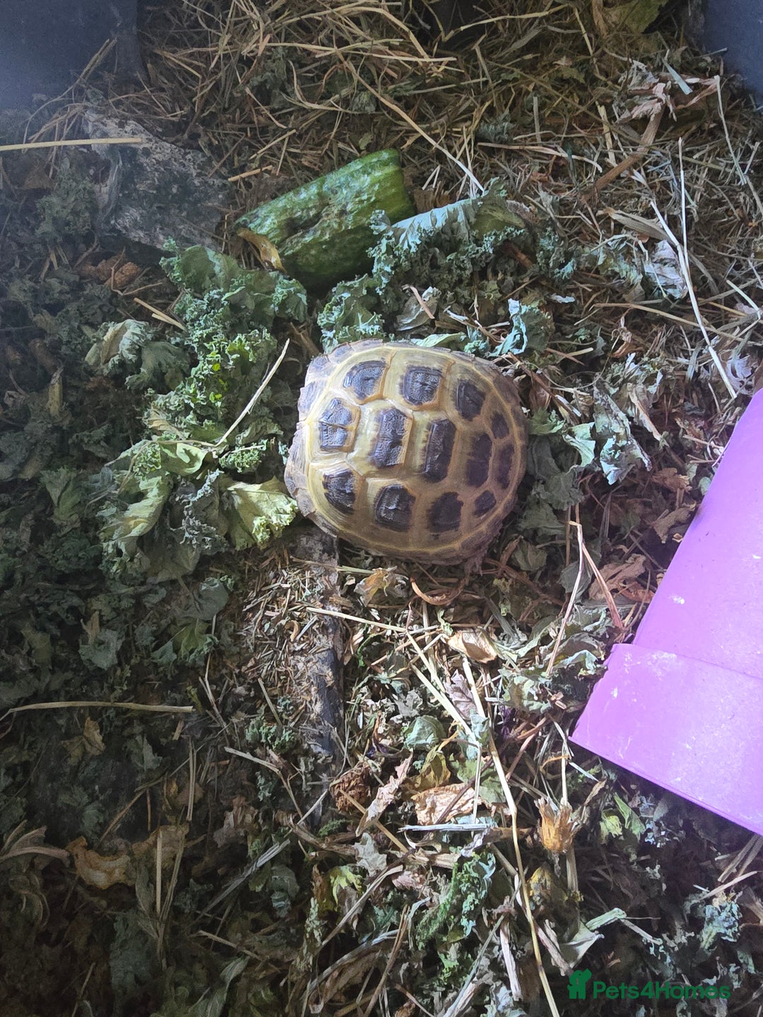 Tortoise reptiles for sale: Hes about 4 yrs old - Image 3