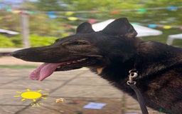 German Shepherd dogs for stud: ✨ Premium Stud Dog- BULLET.✨ - Advert 4