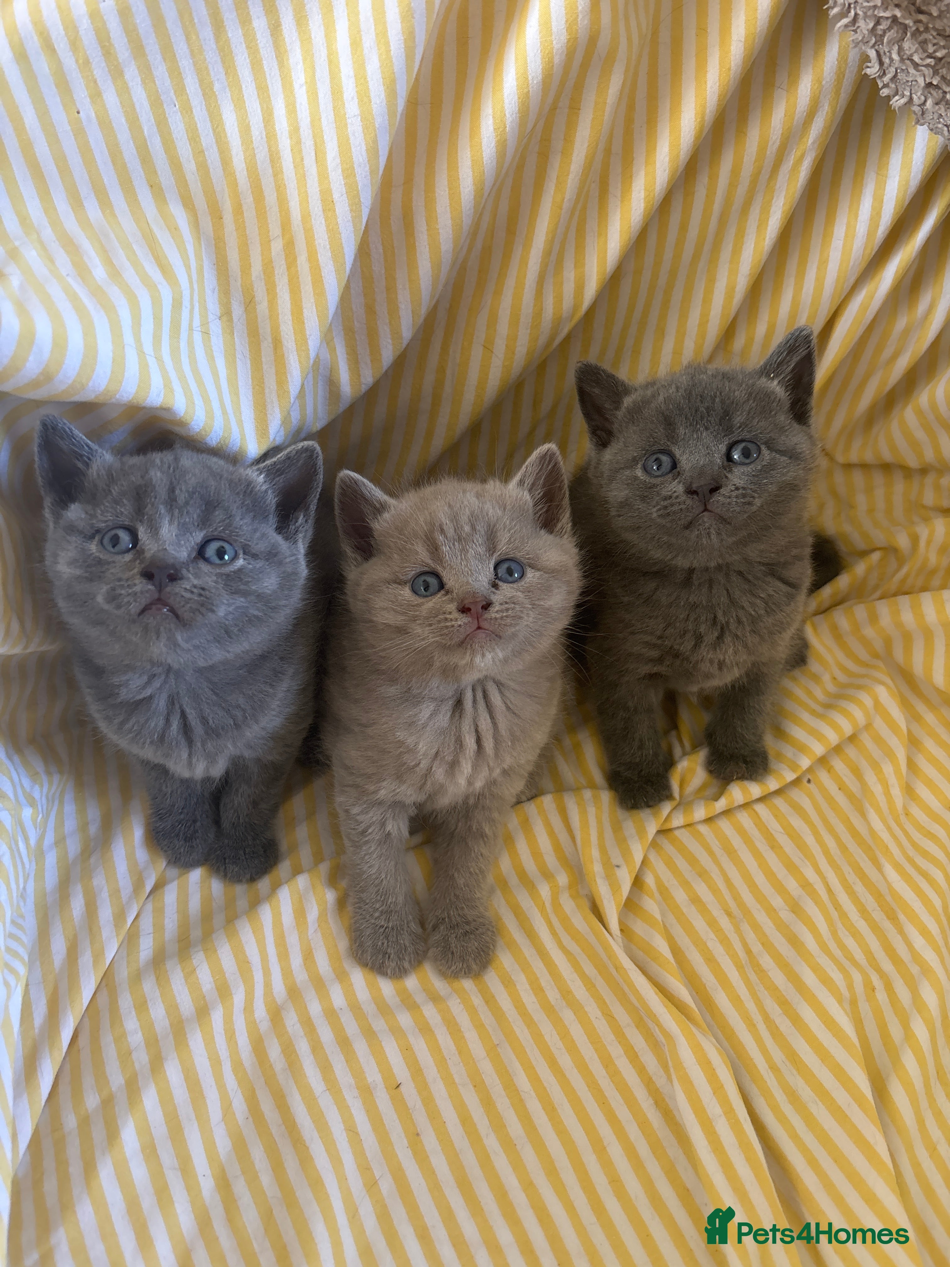 British Shorthair cats Stunning British Shorthair Kittens – Lilac & Blue - Advert 14