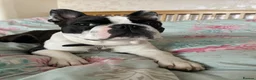 Boston Terrier dogs for stud: Handsome KC Registered Boston Terrier  - Advert 14