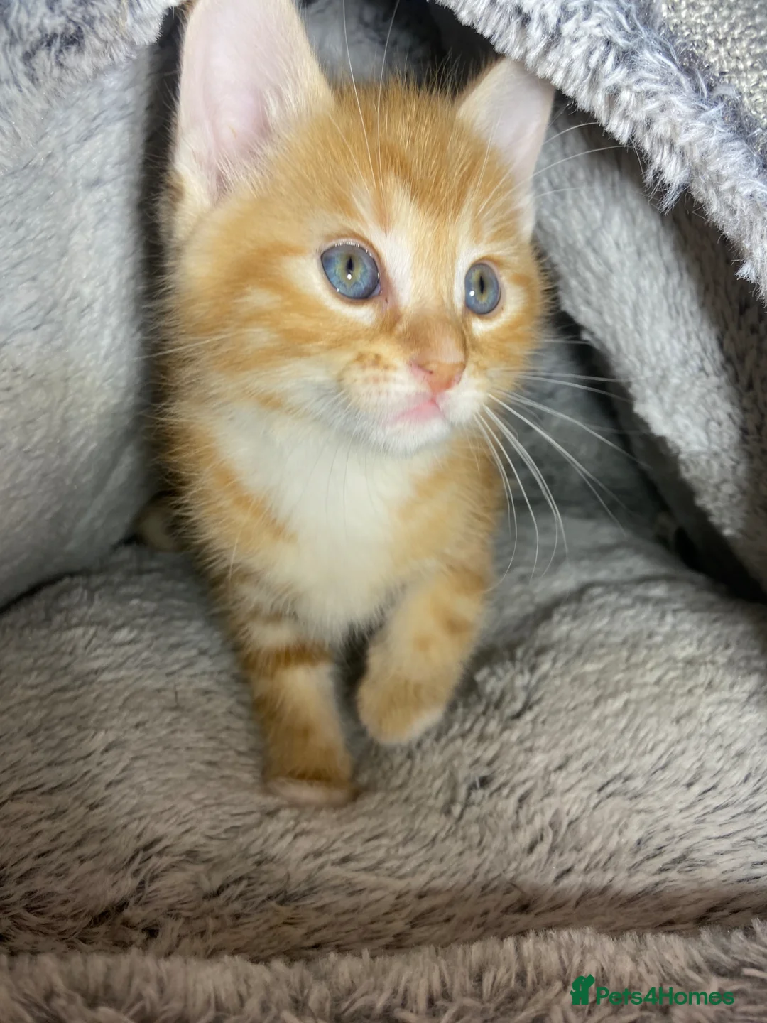 Mixed Breed cats for sale: Cute kittens ready for their new homes 🏡  - Advert 38