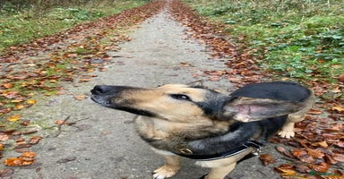 Mixed Breed dogs in Eastbourne - Advert 11