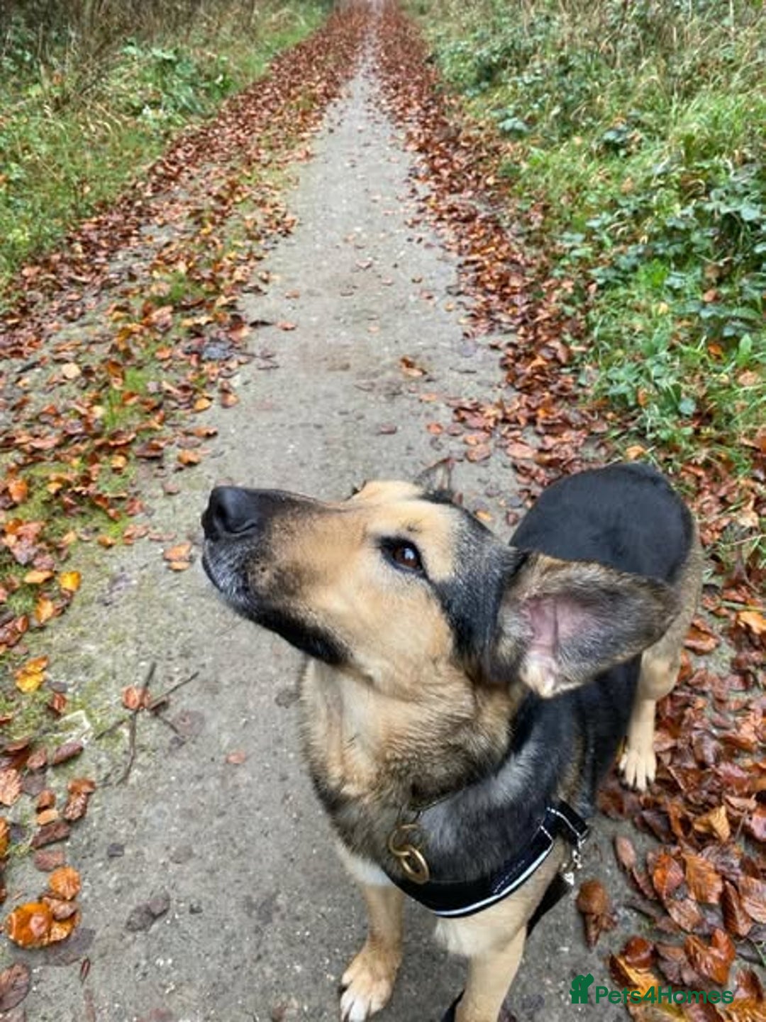 Mixed Breed dogs for adoption: URGENT: FOSTER or ADOPT:💙 BAKS – A Loyal Soul 💙 in Eastbourne - Image 2