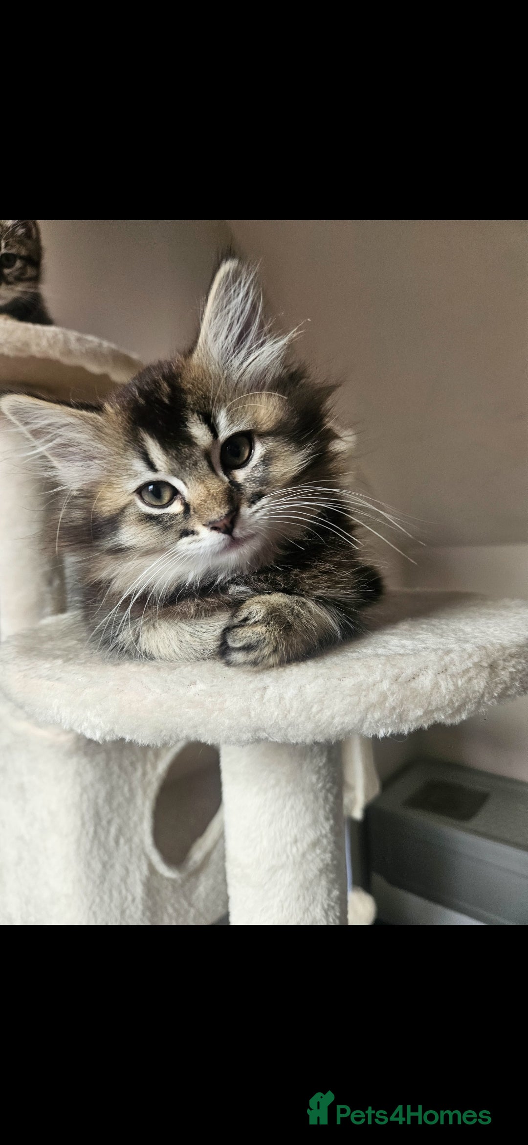 Mixed Breed cats for sale: Ragdoll Cross Tabby Girl  - Advert 2