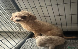 Cavapoo dogs for sale: Toy Cavapoo puppies for sale  - Image 7
